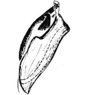 speciesimage