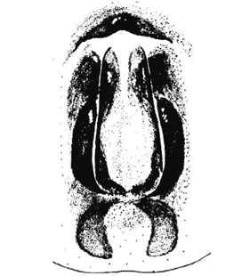 speciesimage