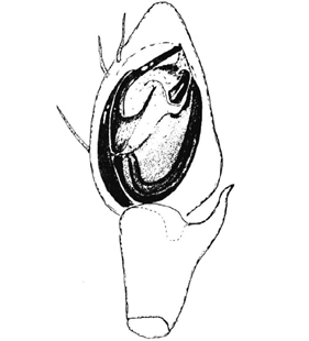 speciesimage