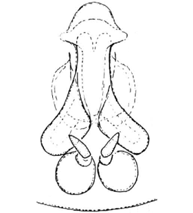 speciesimage