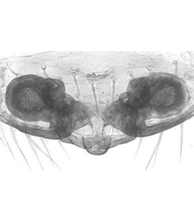 speciesimage