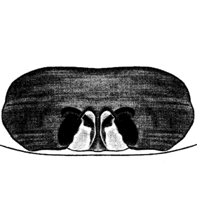 speciesimage