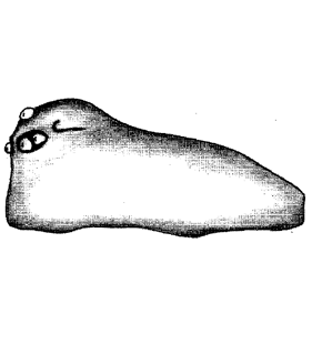 speciesimage