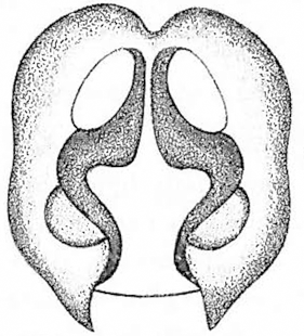 speciesimage