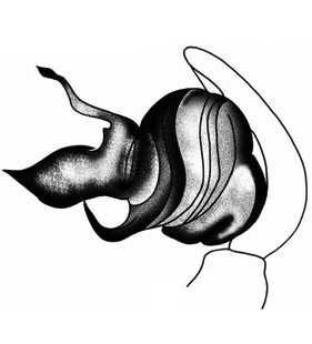 speciesimage
