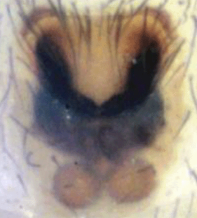 speciesimage