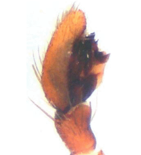 speciesimage