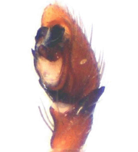 speciesimage