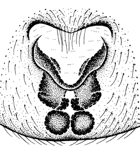 speciesimage