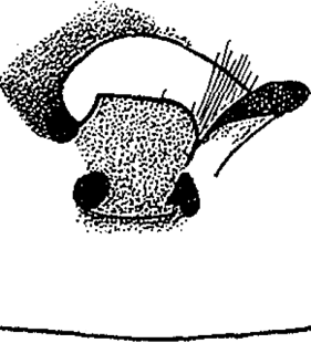 speciesimage