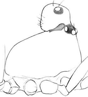 speciesimage