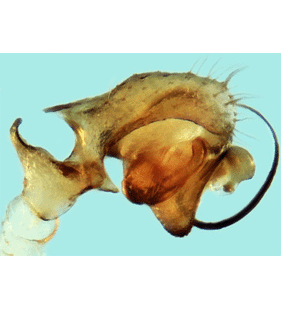 speciesimage