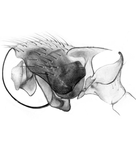 speciesimage