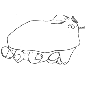 speciesimage