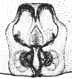 speciesimage