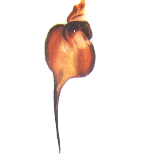speciesimage