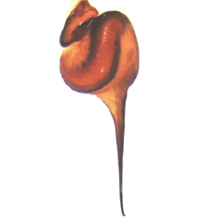 speciesimage