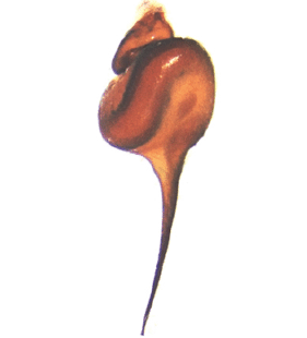 speciesimage