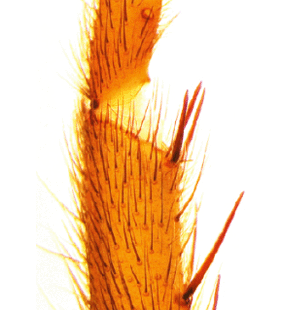 speciesimage