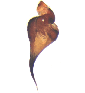 speciesimage