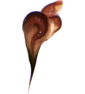 speciesimage