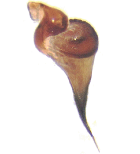 speciesimage