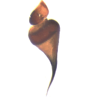 speciesimage