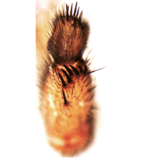 speciesimage