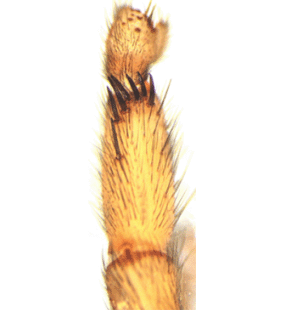 speciesimage