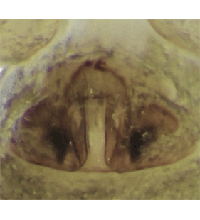 speciesimage