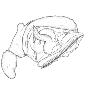 speciesimage