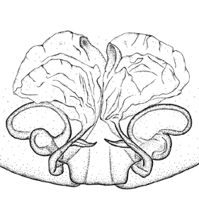 speciesimage