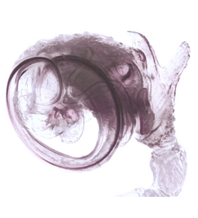 speciesimage