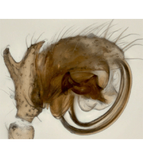 speciesimage