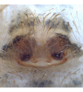 speciesimage