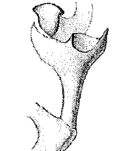 speciesimage