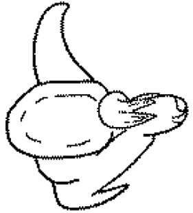 speciesimage
