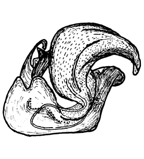 speciesimage