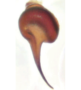 speciesimage