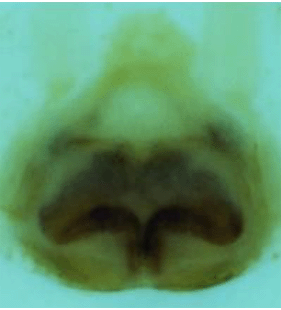 speciesimage