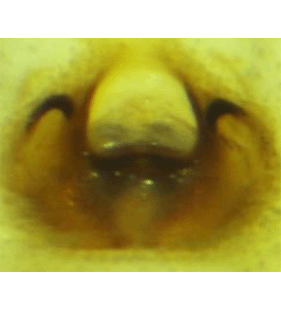 speciesimage