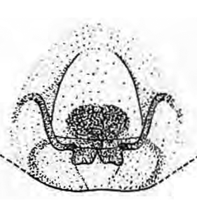 speciesimage