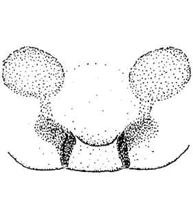 speciesimage