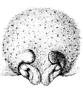 speciesimage