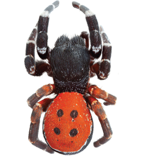 speciesimage