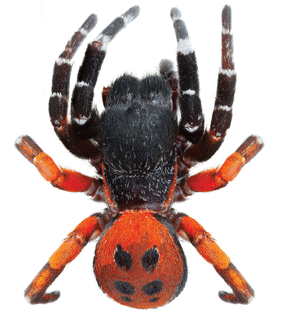 speciesimage