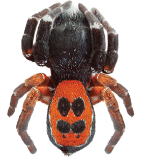 speciesimage