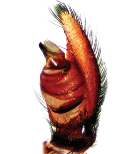 speciesimage