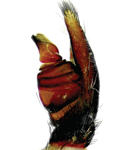 speciesimage