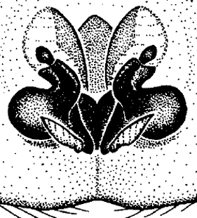 speciesimage